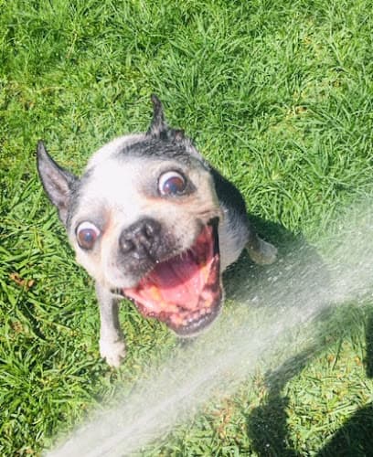 Dog walker Dog Buddy LA Los Angeles