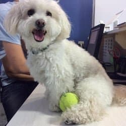 Dog walker Dog-E-Den Burbank