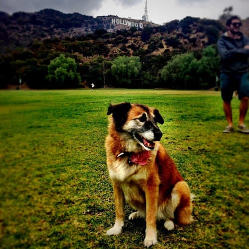 Dog walker Dog Gone Walkin' Los Angeles