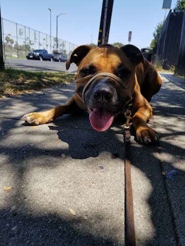 Dog walker Dog Jog Los Angeles