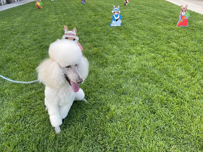 Dog walker Dog Lodge Fullerton