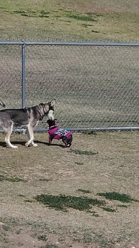 Dog walker Dog Park Bakersfield
