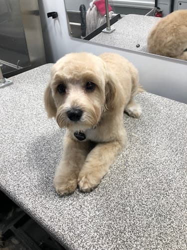 Dog walker Doggy Connection Mobile Pet Spa Mission Viejo