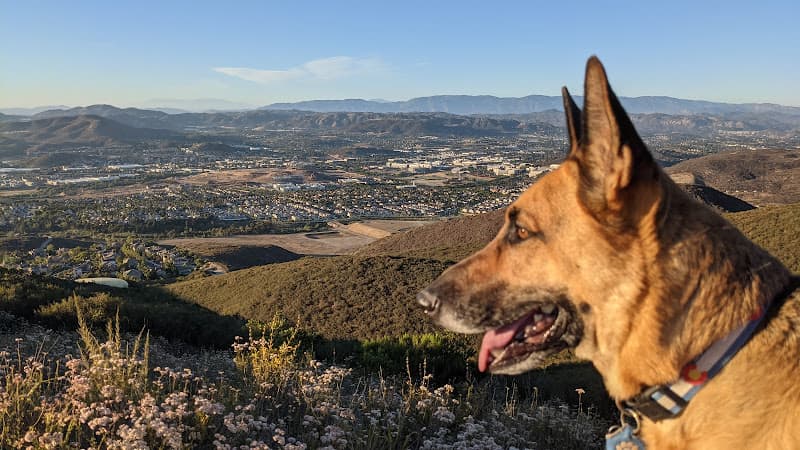 Dog walker Double Peak Park San Marcos