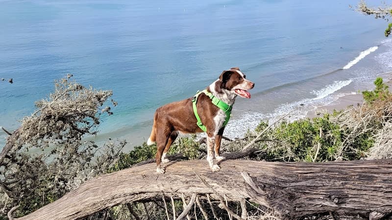 Dog walker Douglas Family Preserve Santa Barbara