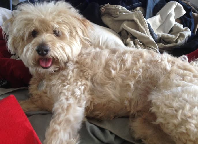 Dog walker Downtown Pet Lovers Los Angeles