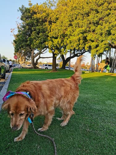 Dog walker DronePhotography.fr Long Beach