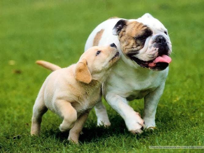 Dog walker DT Pet Lovers - Dog Walking Los Angeles