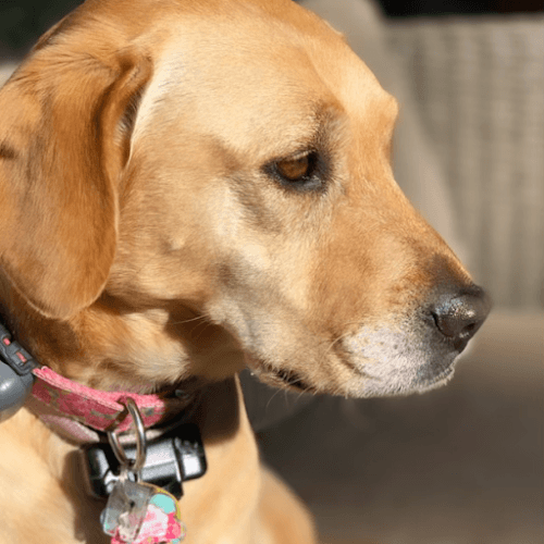 Dog walker East Bay Dog Walkers Oakland