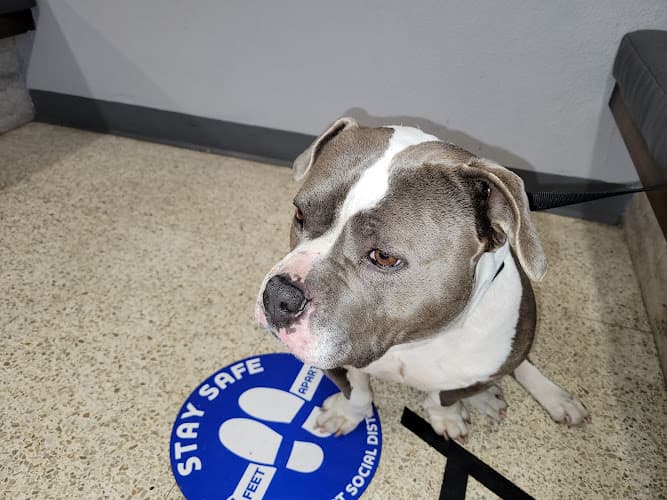 Dog walker El Cajon Valley Veterinary Hospital El Cajon