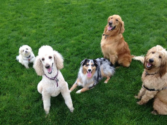 Dog walker Elizabeth's Pet Sitting Fairfield
