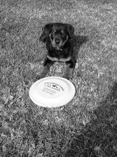 Dog walker Escondido Feed & Pet Supply Escondido