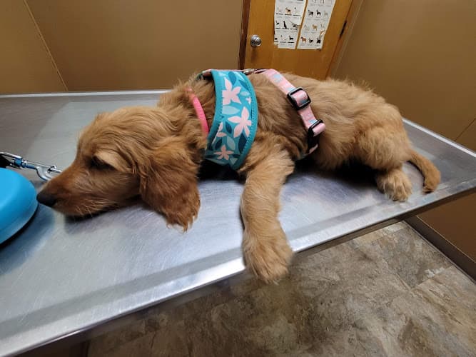 Dog walker Euclid-Walnut Pet Clinic Ontario