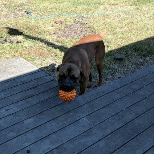 Dog walker Evergreen Veterinary Hospital Salem