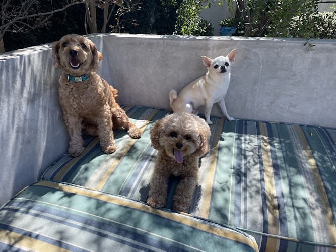 Dog walker Fancy Tails Company Torrance