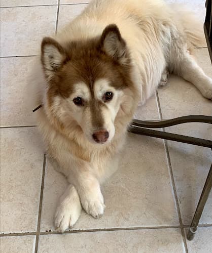 Dog walker Five Stars House and Pet Sitting Sacramento