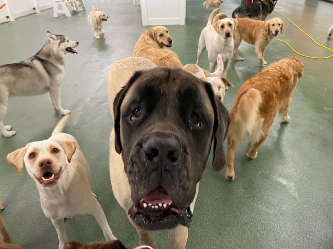 Dog walker FLYING HIGH PET RESORT Oxnard