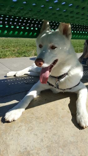 Dog walker Fontana Park Fontana