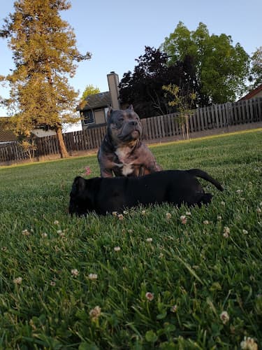 Dog walker Frank Hoyt Park Tracy