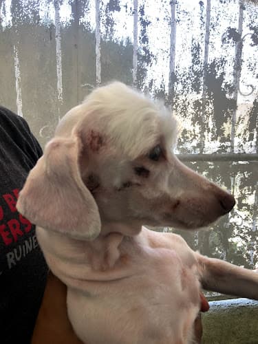Dog walker Fritzy's Pet Care Pros Inglewood
