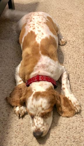 Dog walker Fritzy's Pet Care Pros Westminster