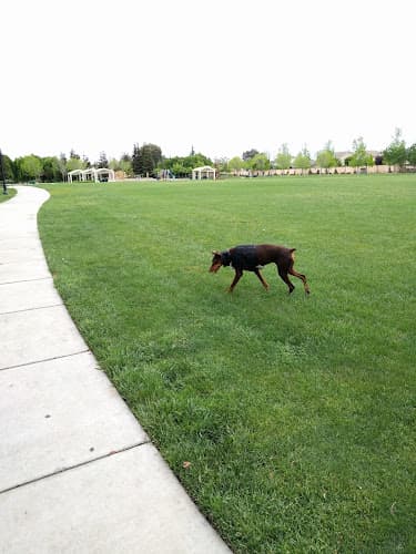Dog walker Galli Family Park Tracy