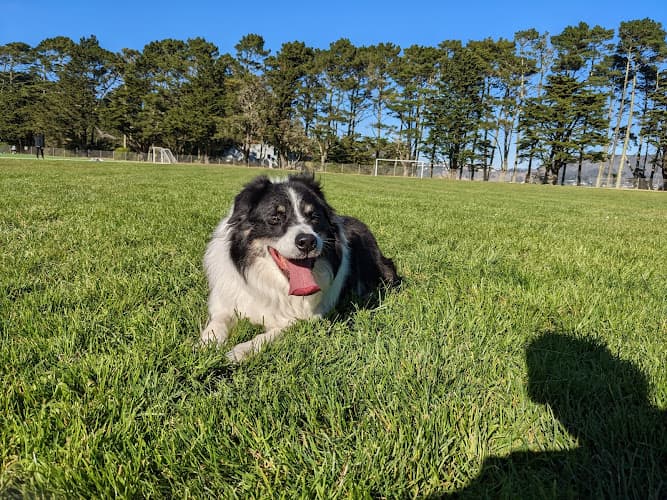 Dog walker Gellert Park Daly City