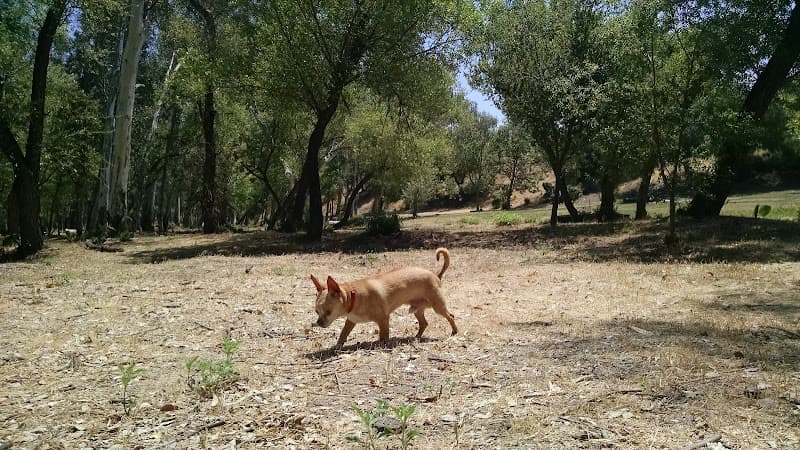 Dog walker Glen Arbor Park Murrieta