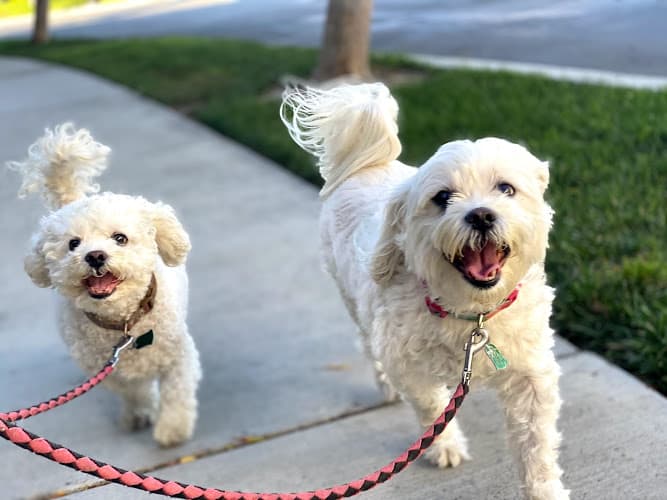 Dog walker Golden Days Pet Services Anaheim