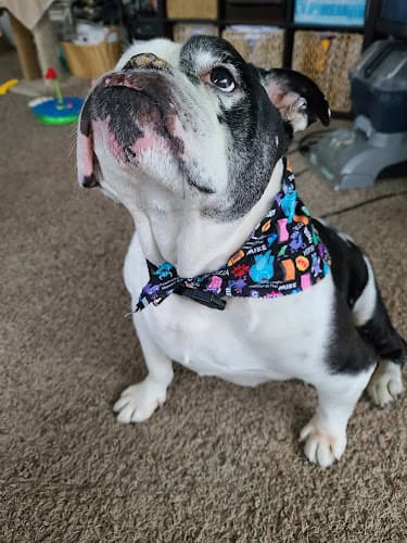 Dog walker Grand Pet Care Center Santa Ana