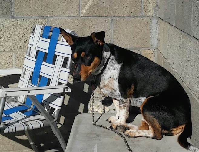 Dog walker Grantline Veterinary Hospital Tracy