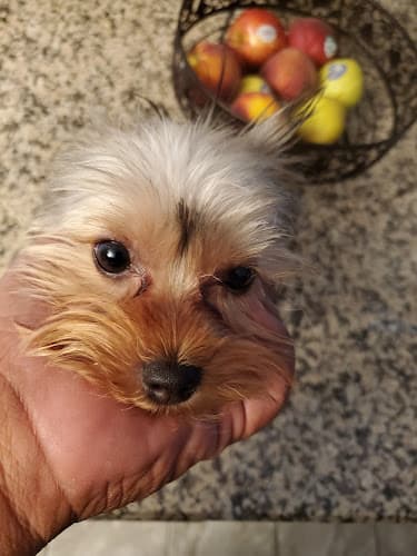 Dog walker Green Bubbles Pets Spa Fontana