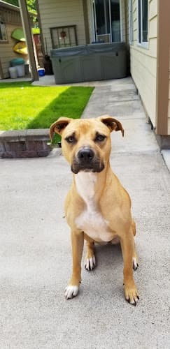 Dog walker Greenhill Humane Society Eugene