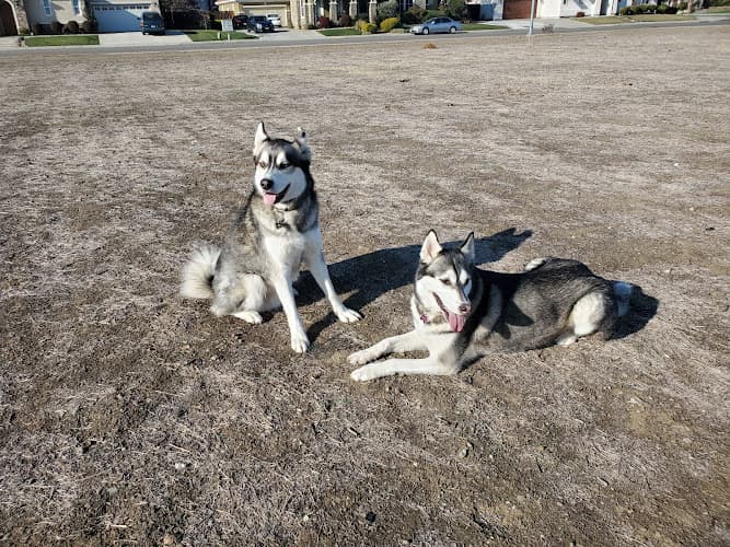Dog walker Gretchen Talley Park Tracy