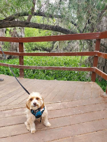 Dog walker Guajome Regional Park Oceanside