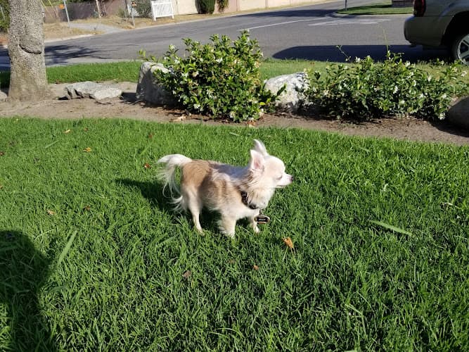 Dog walker Gutosky Park Garden Grove