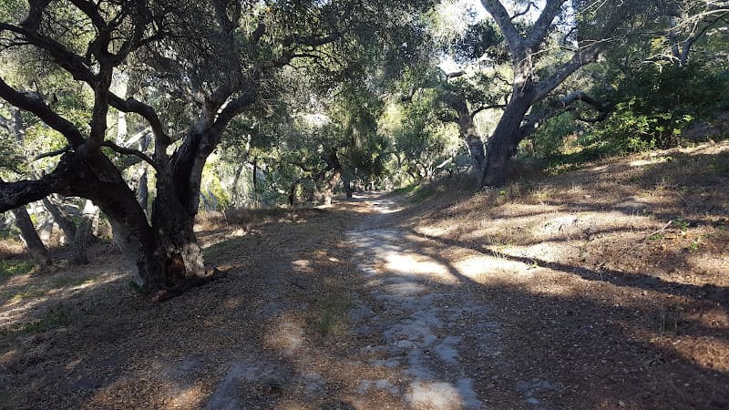 Dog walker Hale Park Santa Barbara