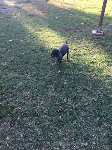 Dog walker Happy Dog Sitting by Isaac Palmdale