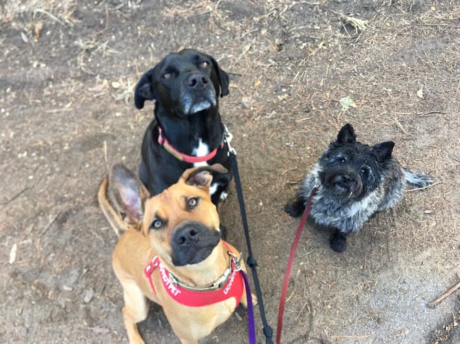 Dog walker Happy Dog Walking SF San Francisco