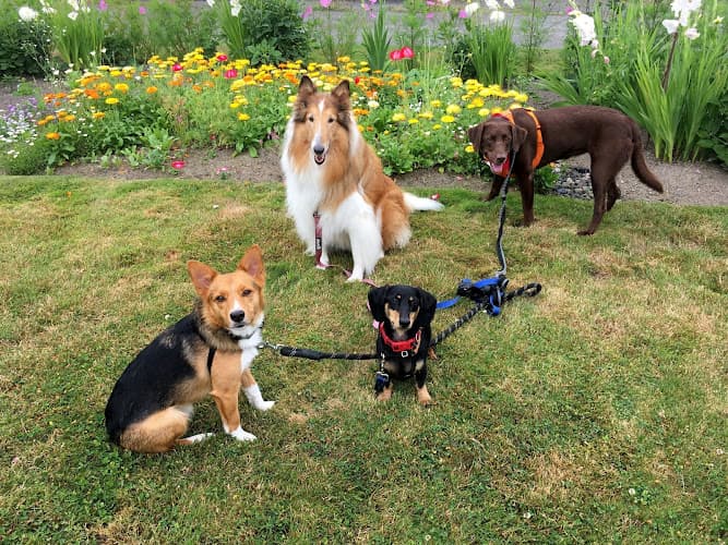 Dog walker Haven's Hounds Seattle