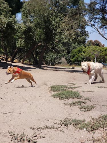 Dog walker Head & Brotherhood Dog Play Area Daly City