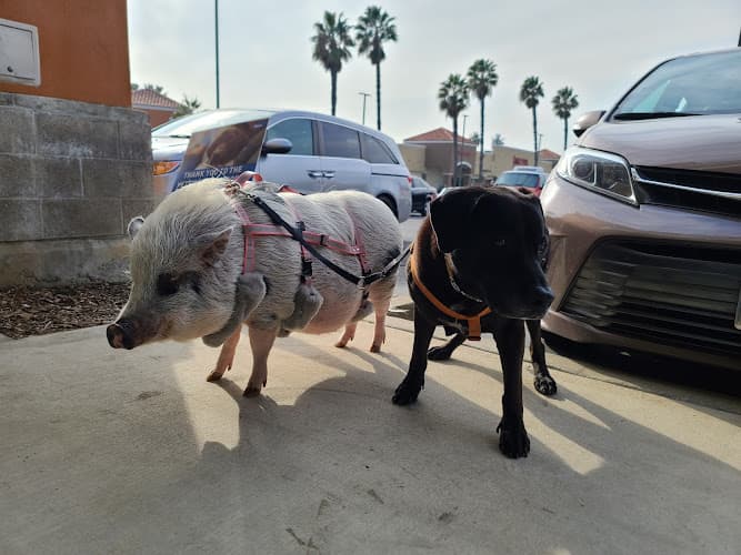 Dog walker Healthy Paws Veterinary Care Fullerton