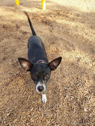 Dog walker Heiskell's Feed Depot Visalia