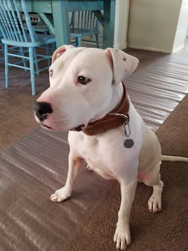 Dog walker Hemme Hay & Feed Inc Lancaster