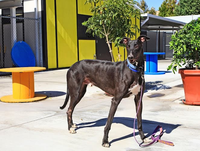 Dog walker Hemopet Garden Grove