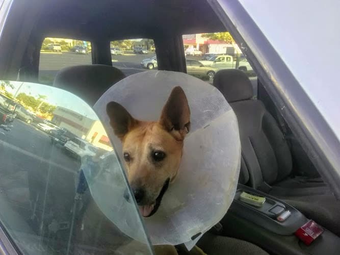 Dog walker Hesperia Veterinary Services Hesperia