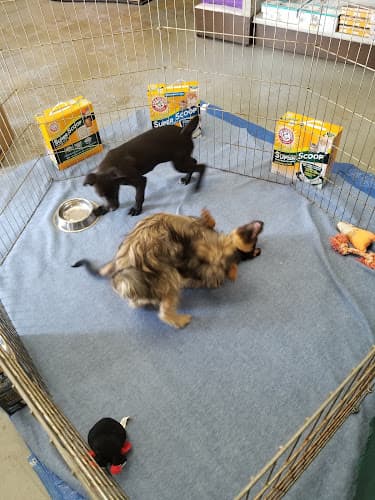 Dog walker High Country Feed & Pets Palmdale