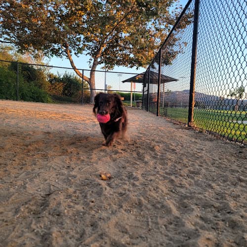 Dog walker Hollandia Park San Marcos