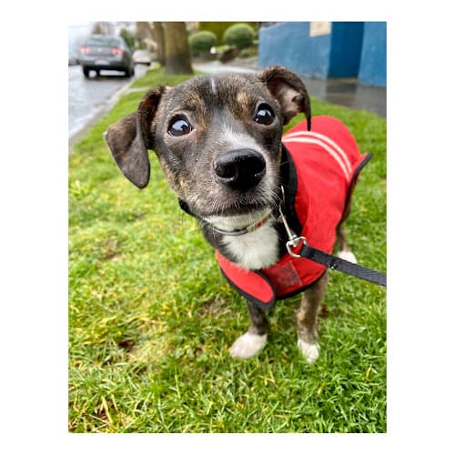 Dog walker Holly Hearts Co. - Pet Services: Dog walking + Pet sitting Portland
