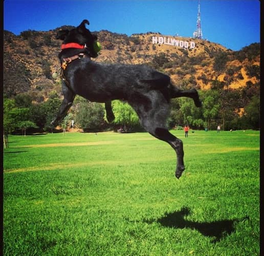 Dog walker Hollywoof Pets Los Angeles